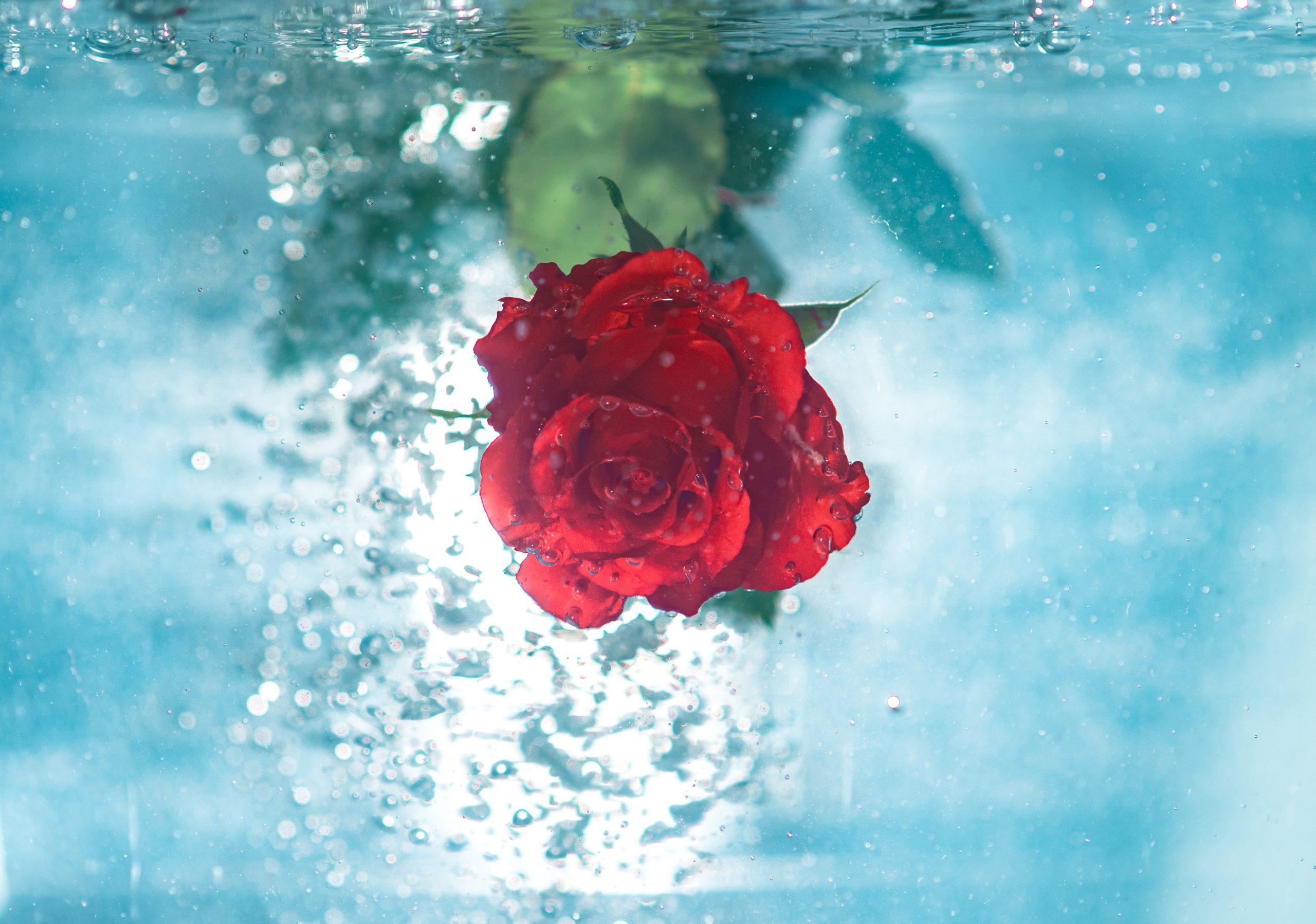 jamie-street-rose underwater